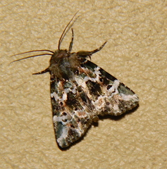 Chytonix mniochroa