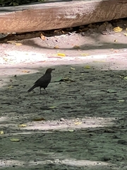 Turdus merula