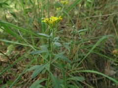 Alyssum montanum gmelinii