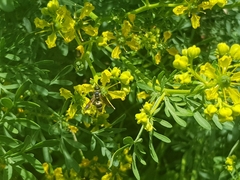 Euodynerus foraminatus