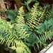 Nevada Marsh Fern - Photo Unknown, no known copyright restrictions (public domain)