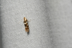 Bucculatrix canadensisella