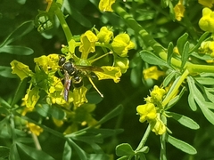 Euodynerus foraminatus