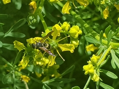 Euodynerus foraminatus