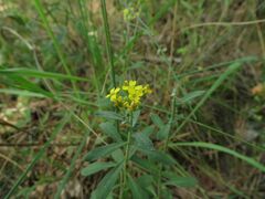 Alyssum montanum gmelinii