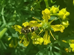 Euodynerus foraminatus