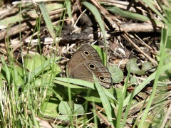 Stegosatyrus periphas