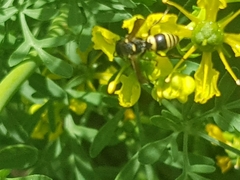 Euodynerus foraminatus