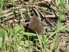 Stegosatyrus periphas