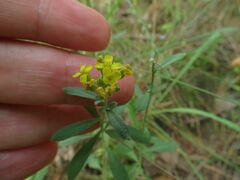 Alyssum montanum gmelinii