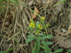 Alyssum montanum gmelinii