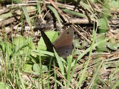 Stegosatyrus periphas