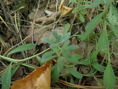 Alyssum montanum gmelinii
