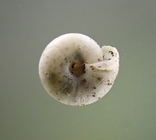 Milky Crystal-snail