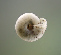 Vitrea contracta