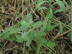 Alyssum montanum gmelinii