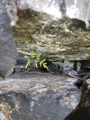 Cryptogramma stelleri