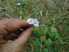 Geranium versicolor