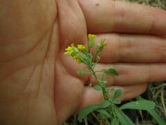 Alyssum montanum gmelinii