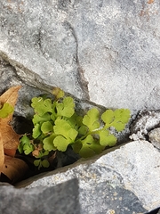 Cryptogramma stelleri
