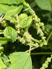 Neolasioptera boehmeriae