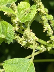 Neolasioptera boehmeriae