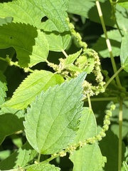 Neolasioptera boehmeriae