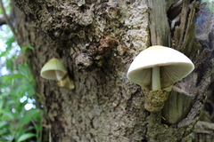 Volvariella bombycina bombycina