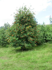 Sorbus aucuparia