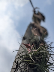Tillandsia didisticha