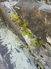 Cryptogramma stelleri