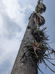 Tillandsia didisticha