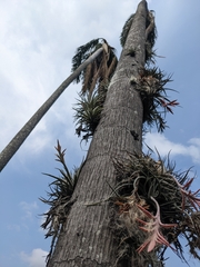 Tillandsia didisticha