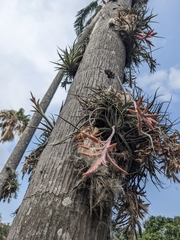 Tillandsia didisticha