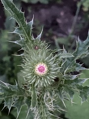 Carduus acanthoides