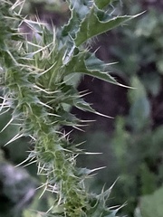 Carduus acanthoides