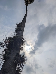 Tillandsia didisticha