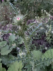 Carduus acanthoides
