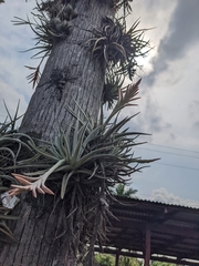 Tillandsia didisticha