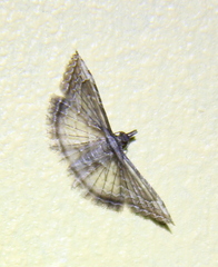 Alucitoidea