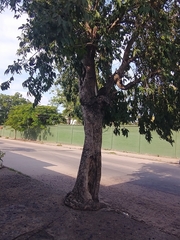 Magnoliopsida