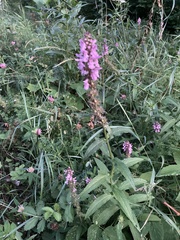 Stachys palustris