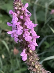 Stachys palustris