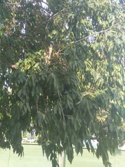 Magnoliopsida
