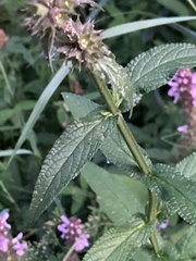 Stachys palustris