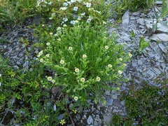 Erigeron morrisonensis