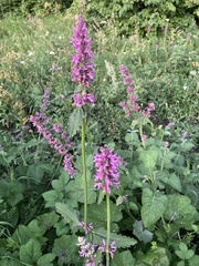 Betonica officinalis