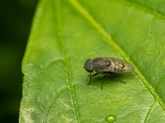 Paralimna punctipennis