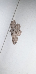 Ascotis reciprocaria