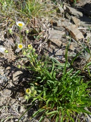 Erigeron morrisonensis